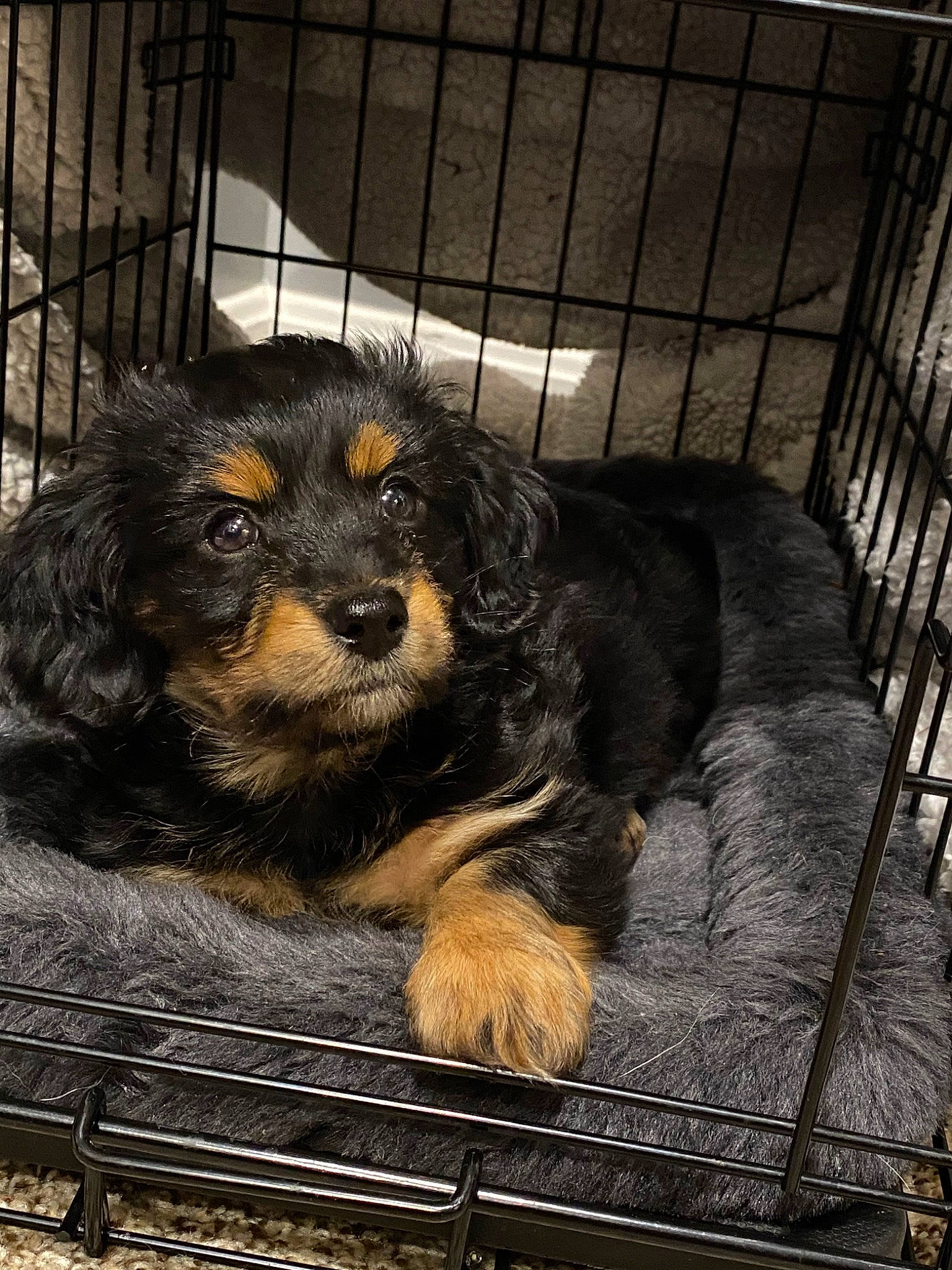 Cooper is registered to the contest to win money with this photo: animal_shelter, canidae, carnivore, cavapoo, cockapoo, companion_dog, dog, dog_breed, dog_crate, mammal, puppy, rare_breed_dog, snout, spaniel, sporting_group, vertebrate