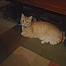 Lady Marmalade is registered to the contest to win money with this photo: animal, calm, carpet, cat, cozy, cute, domestic_cat, floor, furniture, home, indoor, lying_down, mammal, orange_tabby, pet, quiet, relaxed, resting, rug, wood