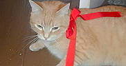 Lady Marmalade is registered to the contest to win money with this photo: animal, cat, cute, domestic_cat, doorway, ears, feline, floor, fur, home, household, indoor, looking_away, orange_tabby, pet, red_ribbon, relaxed, ribbon, whiskers, wooden_floor
