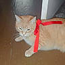 animal, cat, cute, domestic_cat, doorway, ears, feline, floor, fur, home, household, indoor, looking_away, orange_tabby, pet, red_ribbon, relaxed, ribbon, whiskers, wooden_floor