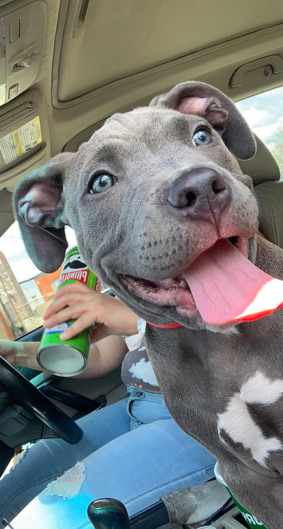 Jarvis joined the competition — help win amazing prizes! auto_part, canidae, car_seat, carnivore, collar, companion_dog, dog, dog_breed, dog_collar, fawn, fur, leash, selfie, sporting_group, steering_wheel, vehicle, vehicle_door, whiskers, windshield, working_animal