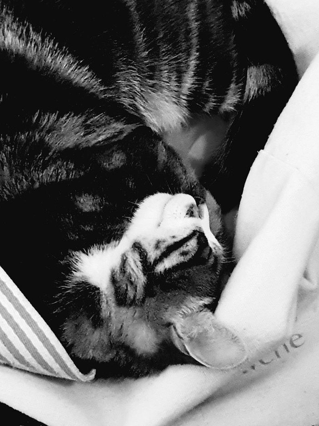 Tibidou participe au concours pour gagner de l'argent avec cette photo : black_and_white, carnivore, cat, claw, comfort, domestic_short_haired_cat, eye, felidae, fur, gesture, human_leg, monochrome, monochrome_photography, paw, small_to_medium_sized_cats, snout, style, tail, terrestrial_animal, whiskers