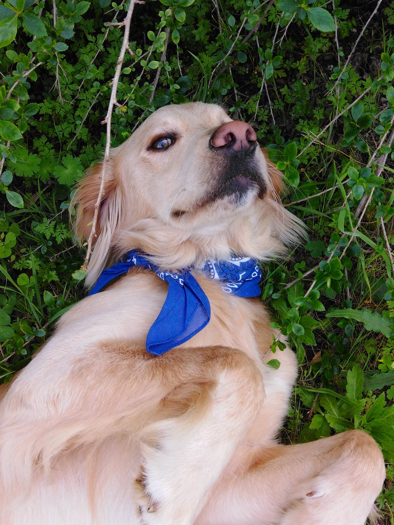 Bambi a rejoint le concours — aidez-le/la à gagner de superbes lots ! canidae, carnivore, collar, companion_dog, dog, dog_breed, dog_collar, dog_supply, electric_blue, fawn, fur, grass, pet_supply, plant, sporting_group, whiskers, working_animal, working_dog