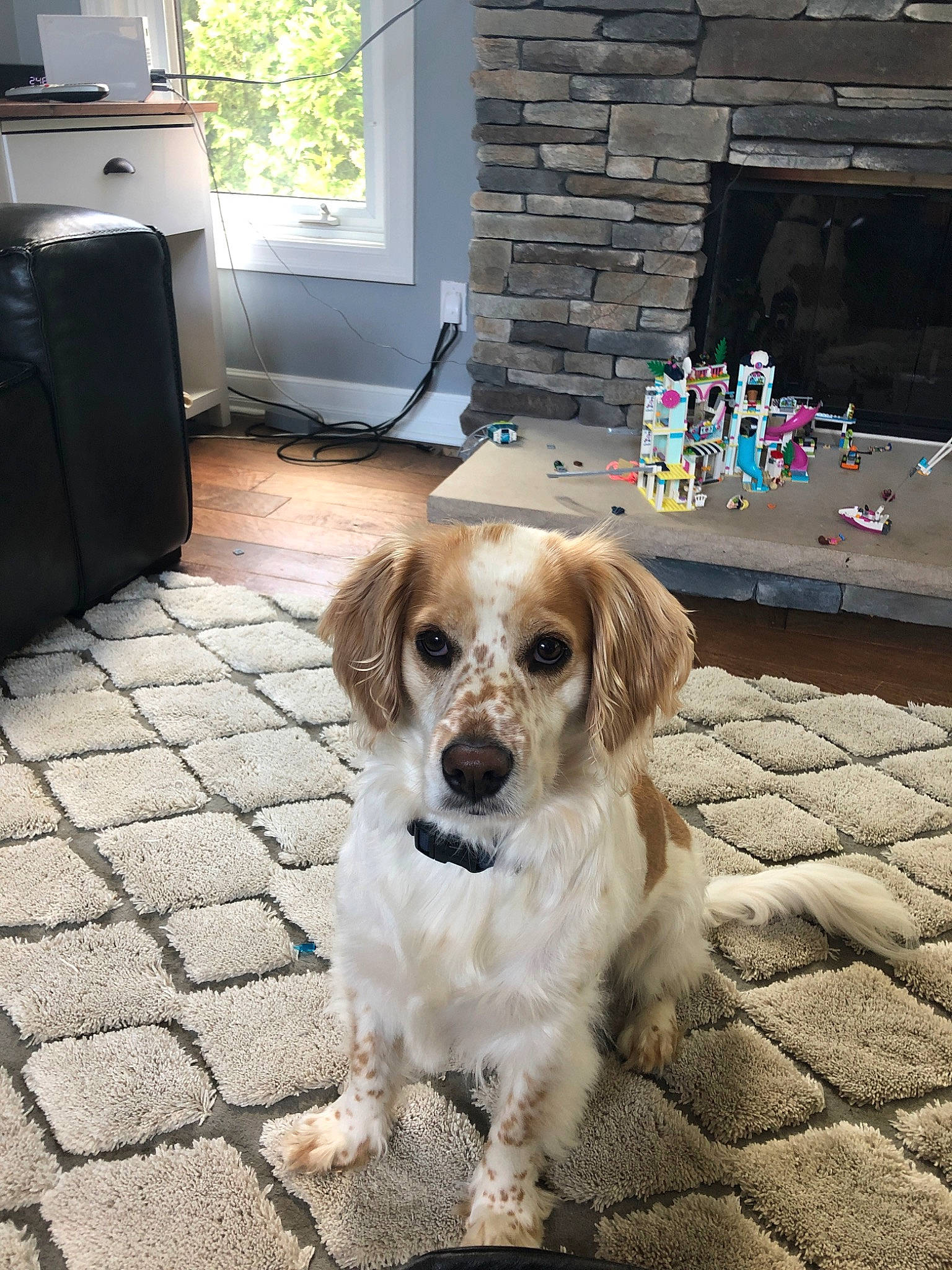 Louie is registered to the contest to win money with this photo: canidae, carnivore, companion_dog, dog, dog_breed, fawn, mammal, puppy, rare_breed_dog, snout, sporting_group