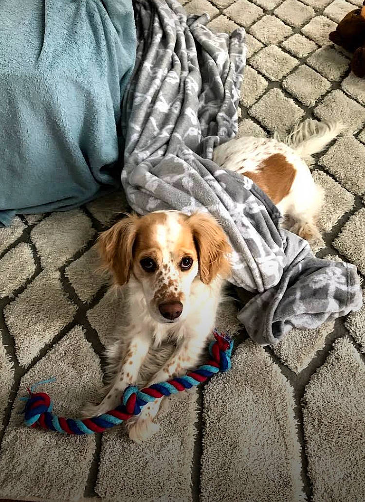 Louie joined the competition — help win amazing prizes! brittany, canidae, carnivore, cavalier_king_charles_spaniel, companion_dog, dog, dog_breed, fawn, mammal, puppy, rare_breed_dog, snout, sporting_group, vertebrate