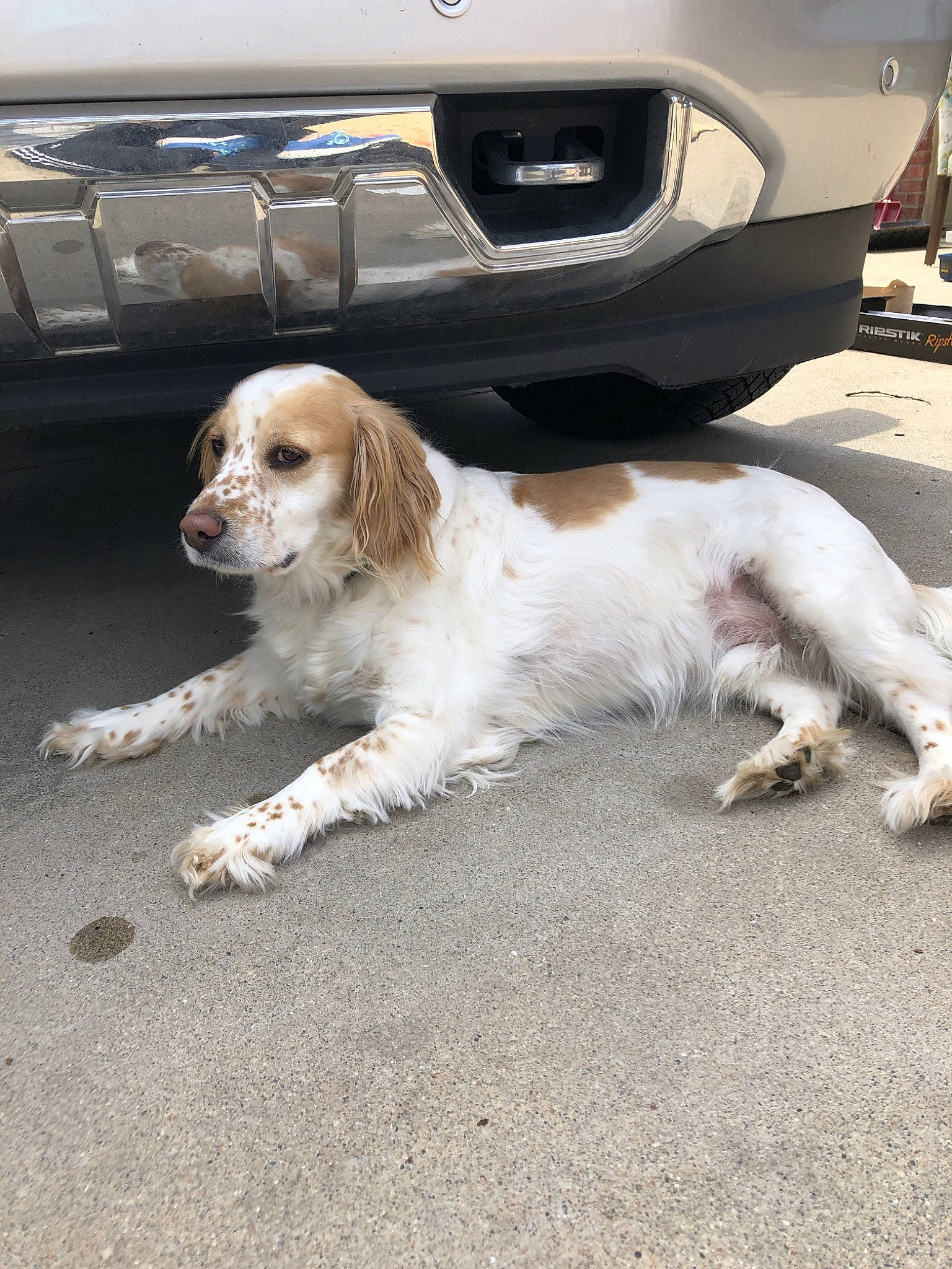Louie joined the competition — help win amazing prizes! canidae, carnivore, cocker_spaniel, companion_dog, dog, dog_breed, english_setter, french_spaniel, king_charles_spaniel, mammal, rare_breed_dog, setter, snout, spaniel, sporting_group