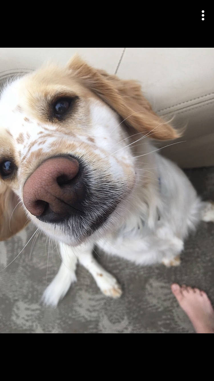 Louie joined the competition — help win amazing prizes! canidae, carnivore, cocker_spaniel, companion_dog, dog, dog_breed, fawn, golden_retriever, mammal, nose, puppy_love, rare_breed_dog, retriever, snout, spaniel, sporting_group, vertebrate, whiskers