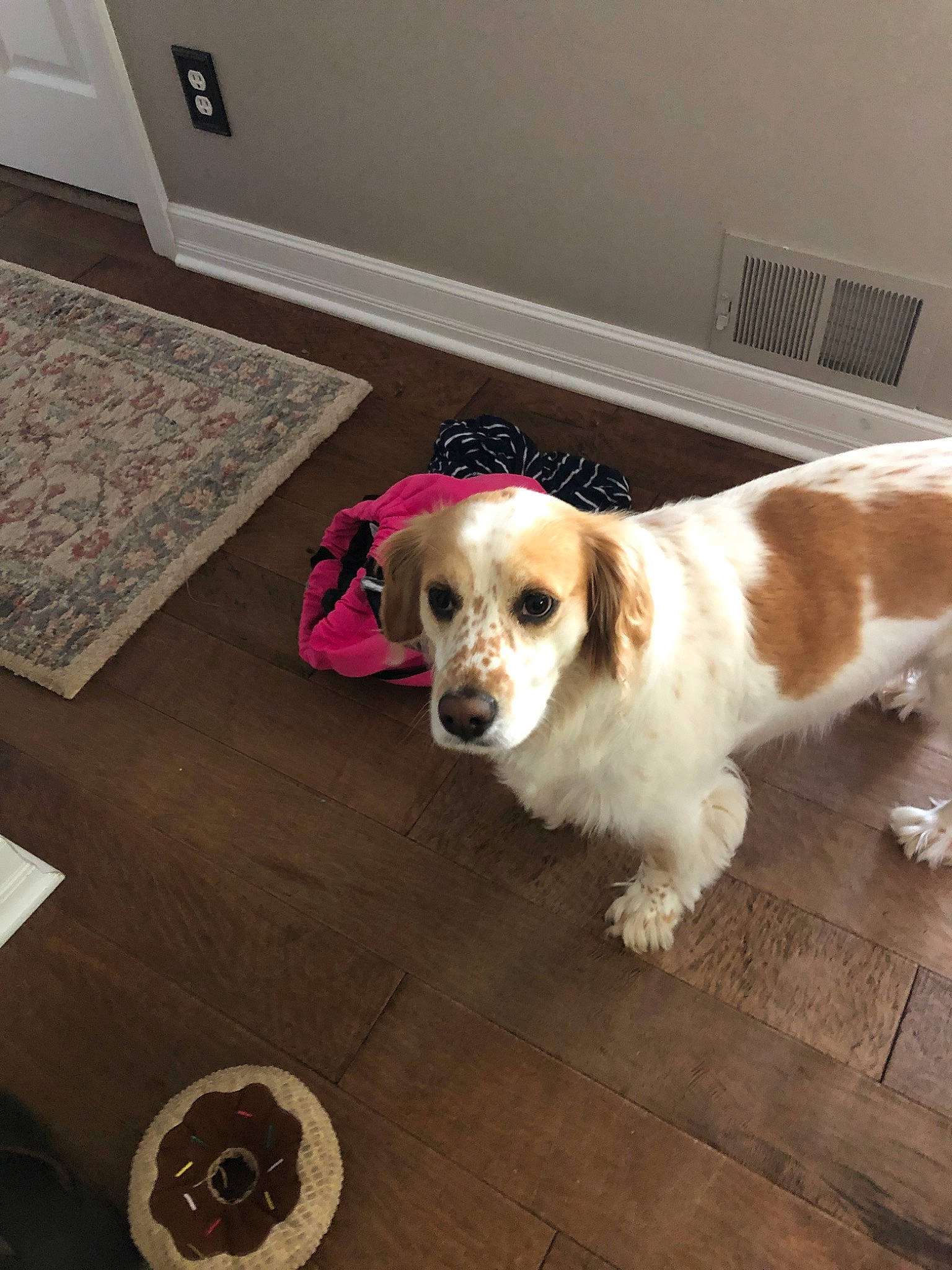 Louie is registered to the contest to win money with this photo: canidae, carnivore, cocker_spaniel, companion_dog, dog, dog_breed, english_cocker_spaniel, fawn, floor, flooring, king_charles_spaniel, mammal, puppy, rare_breed_dog, snout, spaniel, sporting_group