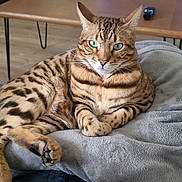 Savane participe au concours pour gagner de l'argent avec cette photo : bengal_cat, cat, pet, animal, feline, green_eyes, fur, striped, spotted, relaxing, blanket, couch, remote_control, wooden_table, indoor, living_room, cozy, plush, paw, looking_at_camera