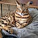 Savane