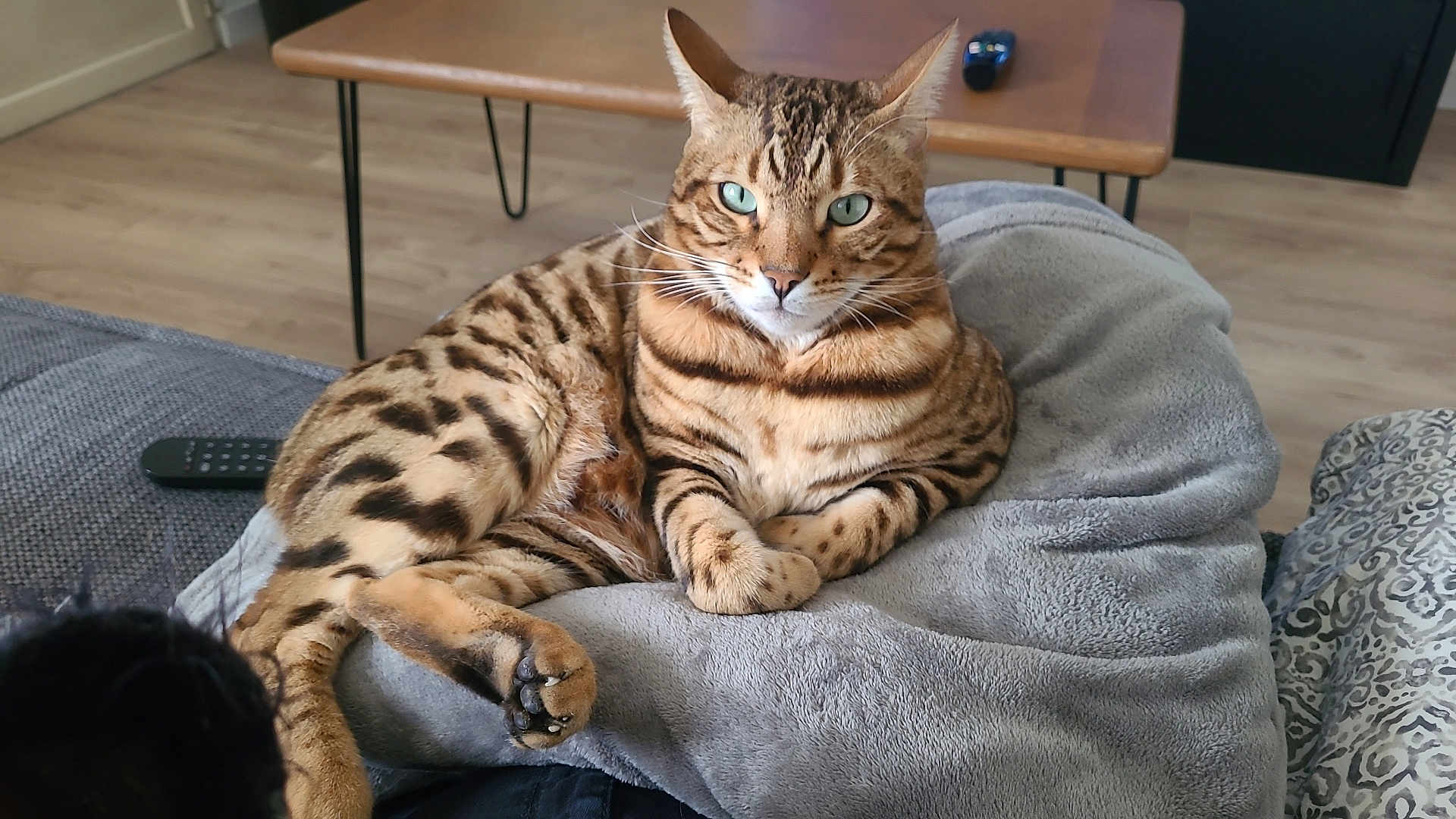 Savane participe au concours pour gagner de l'argent avec cette photo : bengal_cat, cat, pet, animal, feline, green_eyes, fur, striped, spotted, relaxing, blanket, couch, remote_control, wooden_table, indoor, living_room, cozy, plush, paw, looking_at_camera