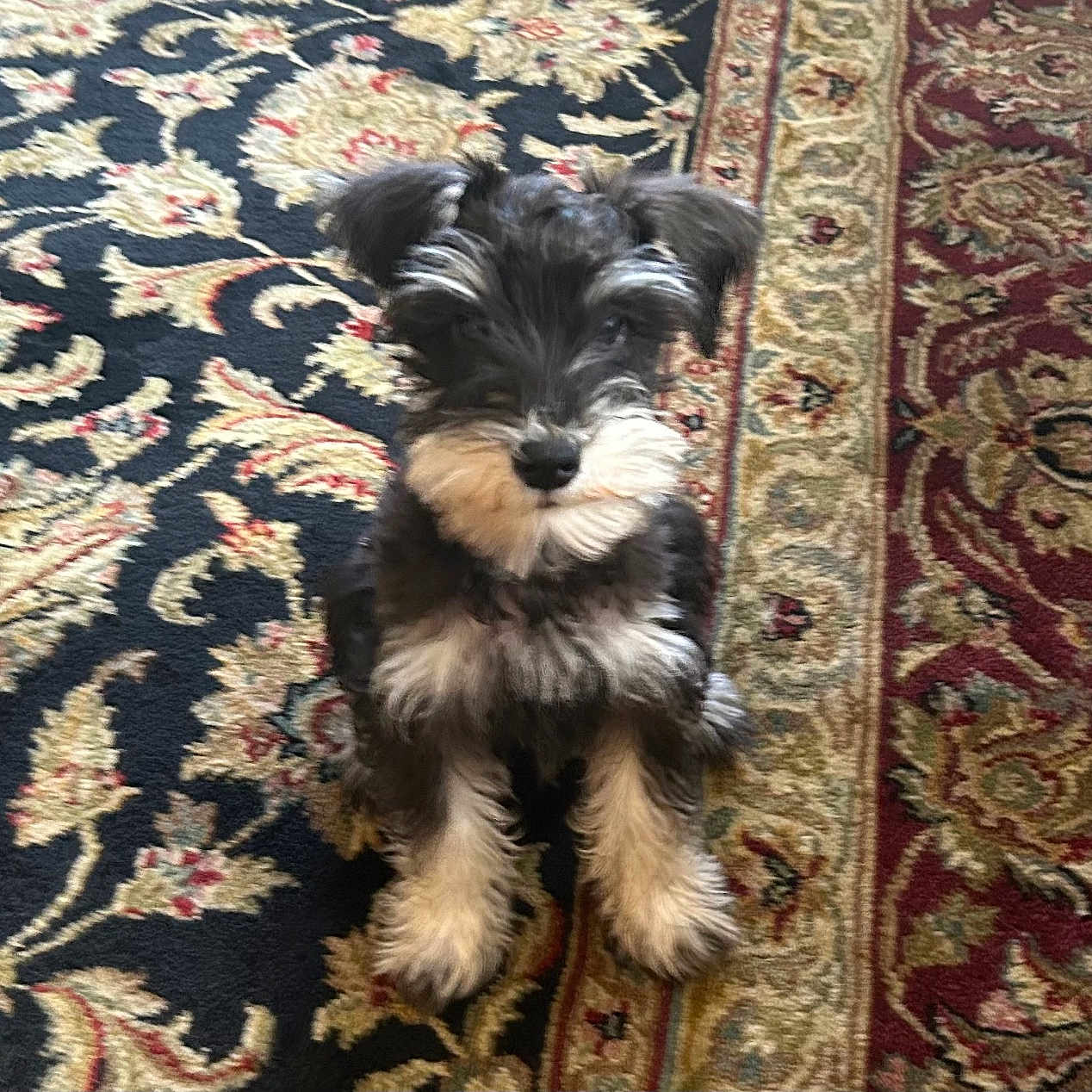 Samson