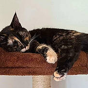 Dalia participe au concours pour gagner de l'argent avec cette photo : animal, black, brown, cat, cat_perch, cozy, feline, fur, home, indoor, paw, peaceful, pet, relaxed, resting, scratching_post, sleeping, tortoiseshell, whiskers, white
