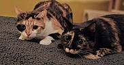 Dalia a rejoint le concours — aidez-le/la à gagner de superbes lots ! animal, blanket, calico_cat, cat, cats, close_up, companion, cozy, curious, cute, domestic_animal, feline, fur, indoor, laying_down, pet, resting, tortoiseshell_cat, whiskers, wide_eyes