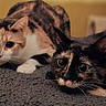 animal, blanket, calico_cat, cat, cats, close_up, companion, cozy, curious, cute, domestic_animal, feline, fur, indoor, laying_down, pet, resting, tortoiseshell_cat, whiskers, wide_eyes
