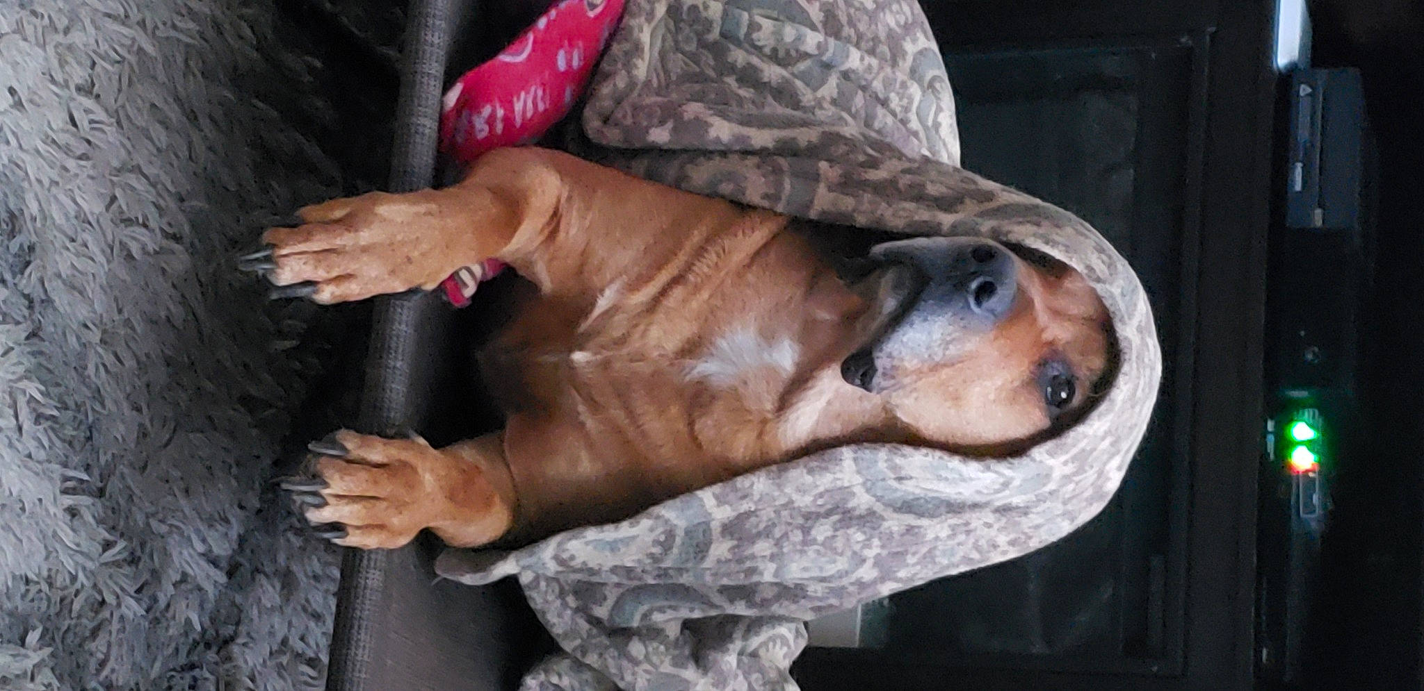 Bunk is registered to the contest to win money with this photo: canidae, carnivore, comfort, companion_dog, dog, dog_bed, dog_breed, fawn, guard_dog, hat, liver, nail, non_sporting_group, puppy, sitting, sporting_group, street_dog, whiskers, working_animal, wrinkle