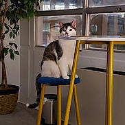 Daniel is registered to the contest to win money with this photo: cat, indoor, stool, table, window, plant, potted_plant, carpet, furniture, yellow, blue_cushion, animal, pet, night, urban, curious, sitting, domestic, cozy, home