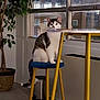 cat, indoor, stool, table, window, plant, potted_plant, carpet, furniture, yellow, blue_cushion, animal, pet, night, urban, curious, sitting, domestic, cozy, home