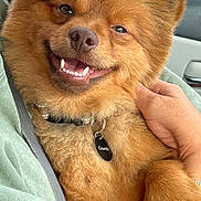 Moby joined the competition — help win amazing prizes! animal, brown_fur, canine, car_interior, close_up, collar, companionship, cute, dog, domestic_animal, fluffy, friendly, furry, happy, human_hand, pet, portrait, seatbelt, smiling, tag