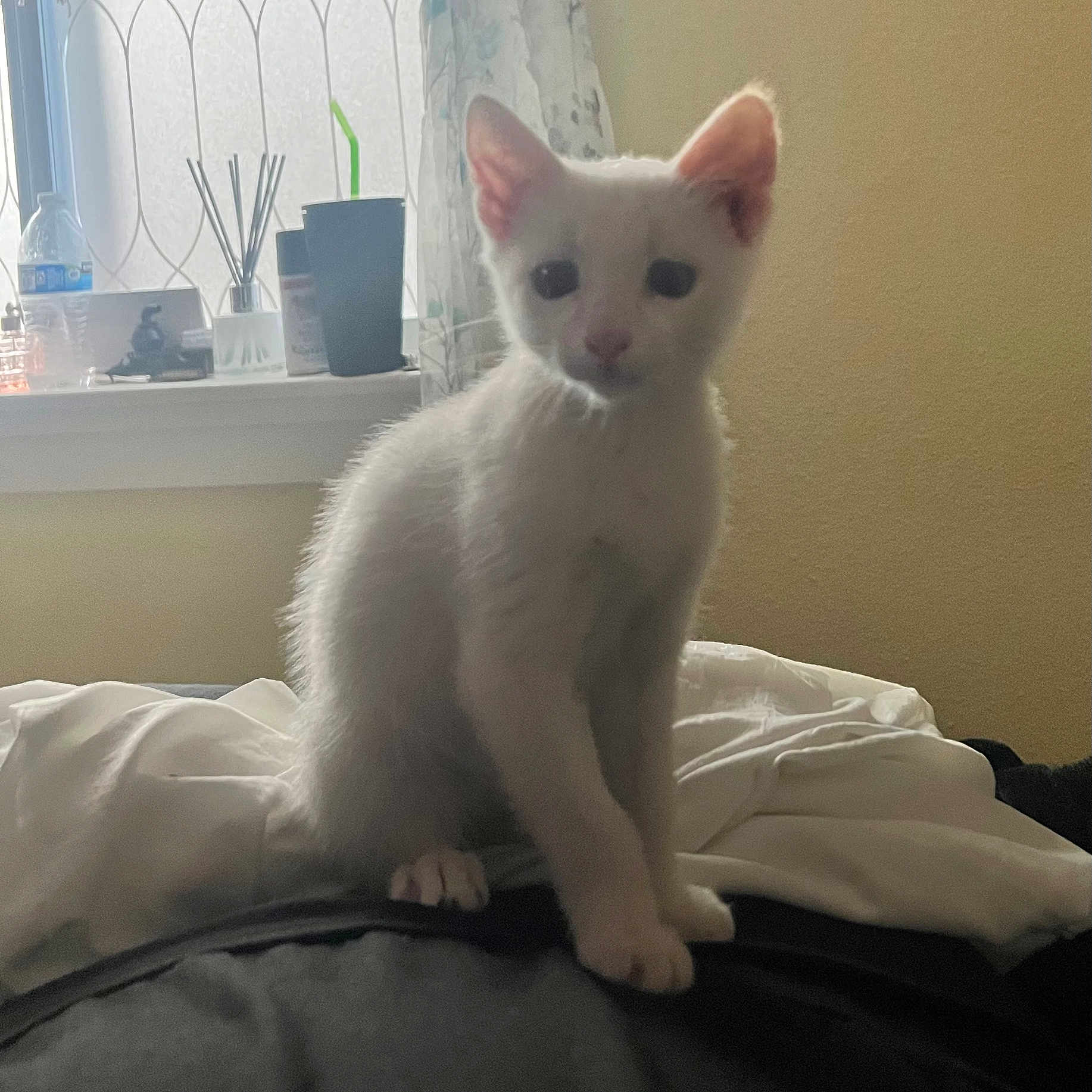 Perseus joined the competition — help win amazing prizes! kitten, white_cat, indoor, bed, window, curtains, pet, animal, feline, soft_light, curious, young_cat, domestic_cat, resting, cozy, household, curious_look, fur, whiskers, paws