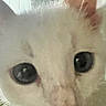 Perseus is registered to the contest to win money with this photo: cat, close_up, white_cat, face, eyes, pet, indoor, window, feline, fur, curious, animal, whiskers, nose, ears, soft_focus, grainy, blurry, light, background