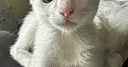 Perseus joined the competition — help win amazing prizes! kitten, cat, white_cat, pet, animal, close_up, cute, feline, young, indoor, resting, fur, whiskers, ears, eyes, face, soft, cozy, domestic_animal, curious