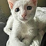 kitten, cat, white_cat, pet, animal, close_up, cute, feline, young, indoor, resting, fur, whiskers, ears, eyes, face, soft, cozy, domestic_animal, curious