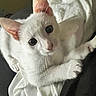 Perseus joined the competition — help win amazing prizes! cat, white_cat, pet, animal, fur, ears, whiskers, paws, eyes, indoor, cozy, blanket, fabric, resting, cute, curious, closeup, mammal, feline, domestic_animal