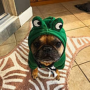 Napoleon is registered to the contest to win money with this photo: dog, hoodie, green_clothing, pet, indoor, tile_floor, rug, brown_dog, french_bulldog, costume, animal, looking_up, cute, clothing, portrait, domestic, floor, cabinet, home, expression