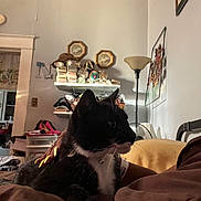 Lala joined the competition — help win amazing prizes! cat, indoor, person, hand, nails, shelf, lamp, wall_art, furniture, bed, blanket, black_and_white_cat, paw, resting, hospital_wristband, decor, cozy, home, relaxing, shadow