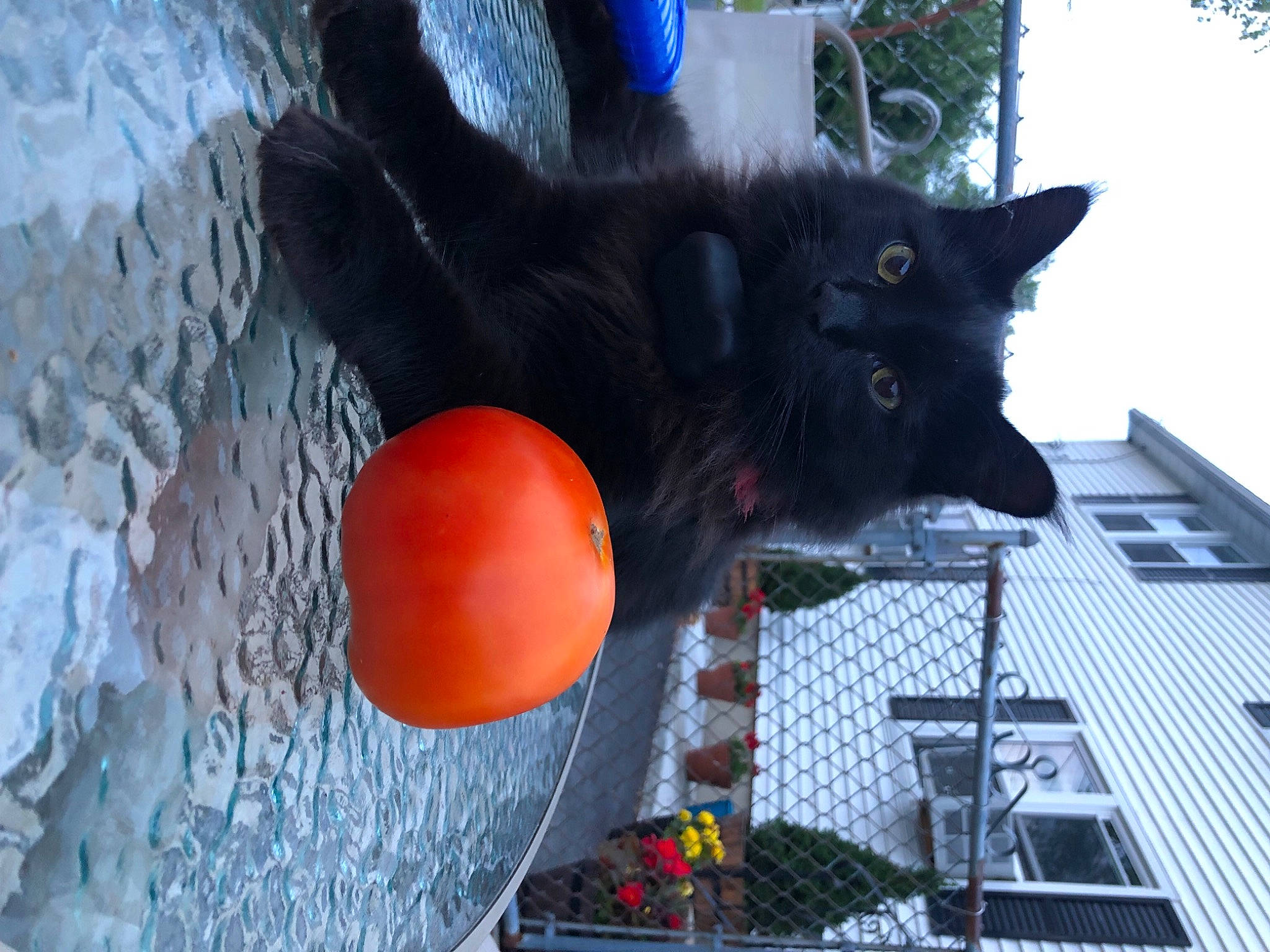 Nugget is registered to the contest to win money with this photo: balloon, black_cat, carnivore, cat, domestic_short_haired_cat, felidae, fur, party_supply, plant, pumpkin, sitting, small_to_medium_sized_cats, snout, tail, toy, tree, vegetable, whiskers, window, winter