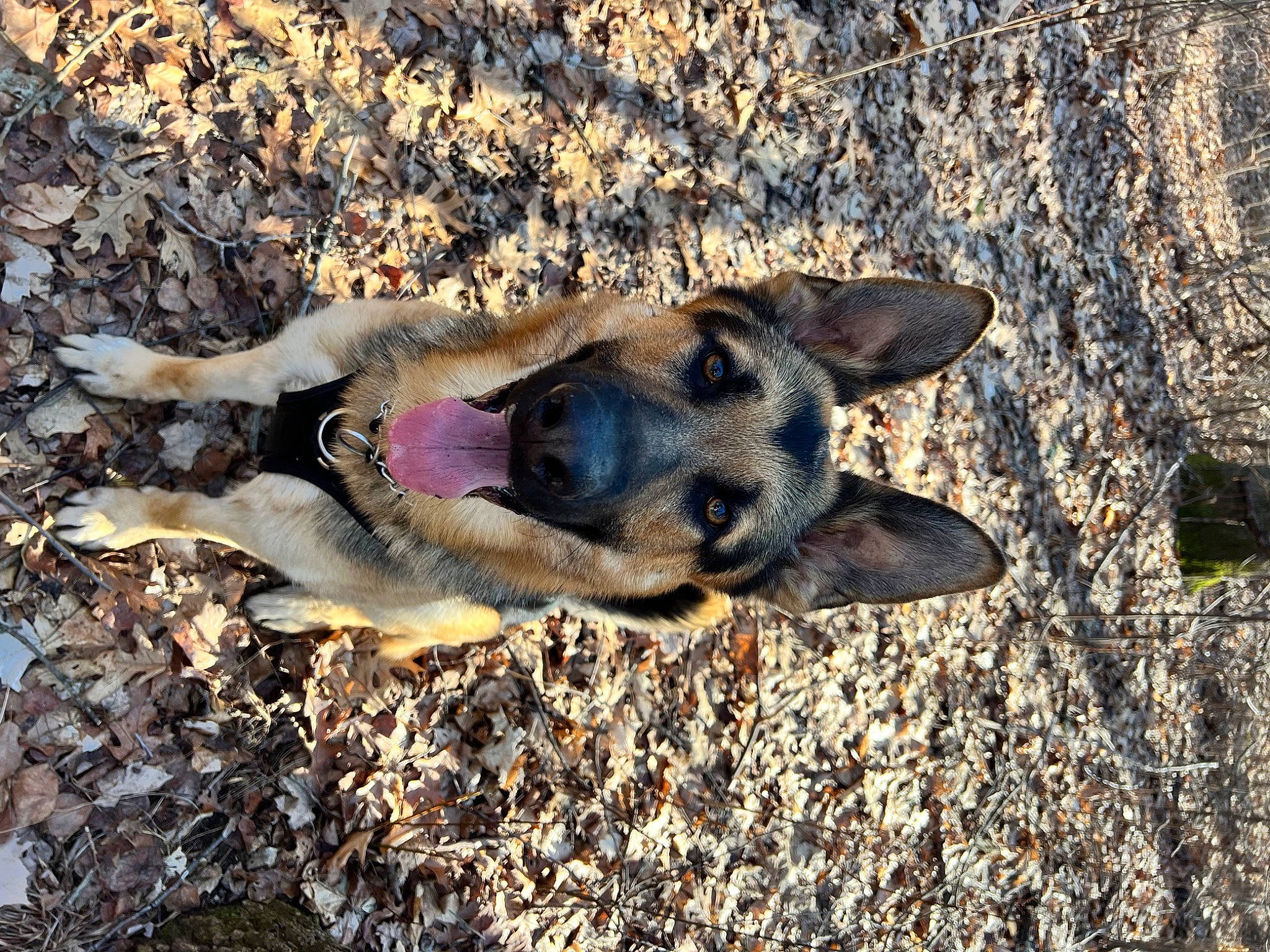 Dallas joined the competition — help win amazing prizes! belgian_shepherd_malinois, canidae, carnivore, companion_dog, dog, dog_breed, east_european_shepherd, german_shepherd_dog, old_german_shepherd_dog, paw, shadow, soil, sporting_group, street_dog, terrestrial_animal, working_animal, working_dog