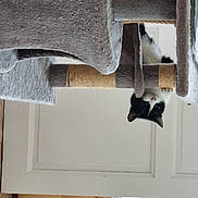 Rosy participe au concours pour gagner de l'argent avec cette photo : art, cat, cat_supply, concrete, door, felidae, fixture, grey, hardwood, home_door, metal, plywood, room, sash_window, sculpture, small_to_medium_sized_cats, statue, visual_arts, window, wood