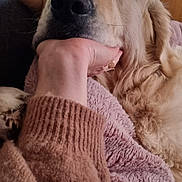 Stan a rejoint le concours — aidez-le/la à gagner de superbes lots ! dog, golden_retriever, pet, animal, canine, fluffy, long_hair, cream_coat, black_nose, brown_eyes, close_up, portrait, lying_down, cuddling, human_hand, blanket, cozy, indoors, furniture, relaxed