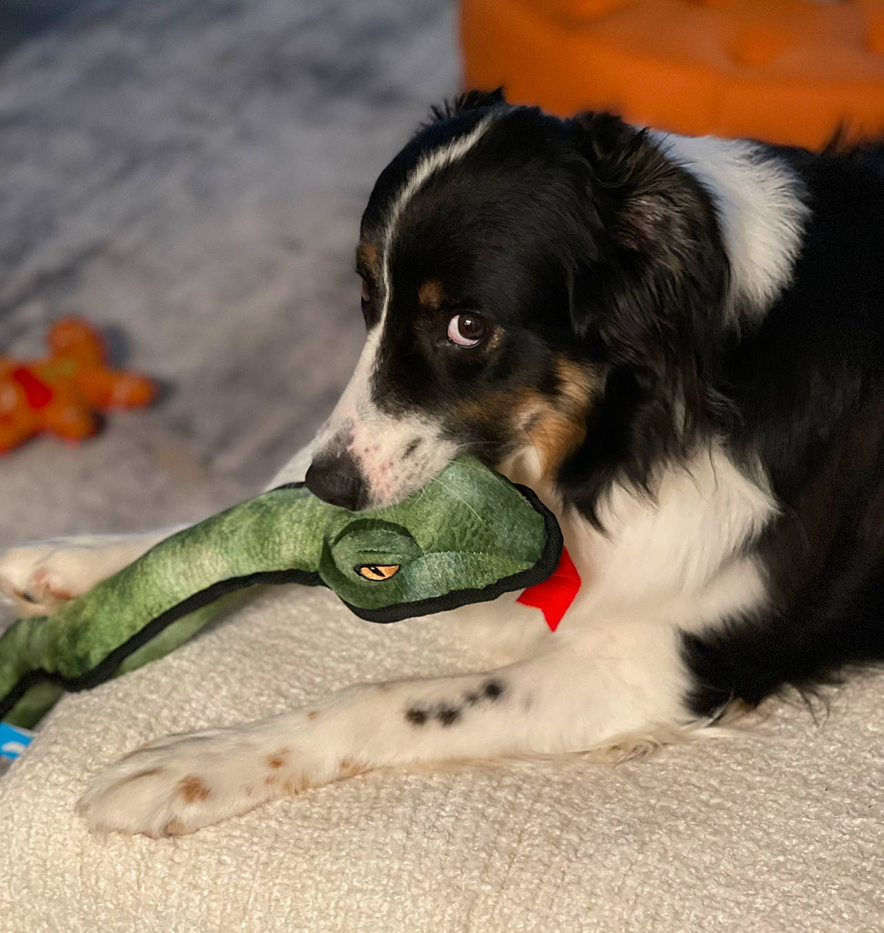 Avery joined the competition — help win amazing prizes! border_collie, canidae, carnivore, collar, companion_dog, dog, dog_breed, dog_supply, dog_toy, fur, herding_dog, paw, snout, sporting_group, whiskers, working_animal, working_dog