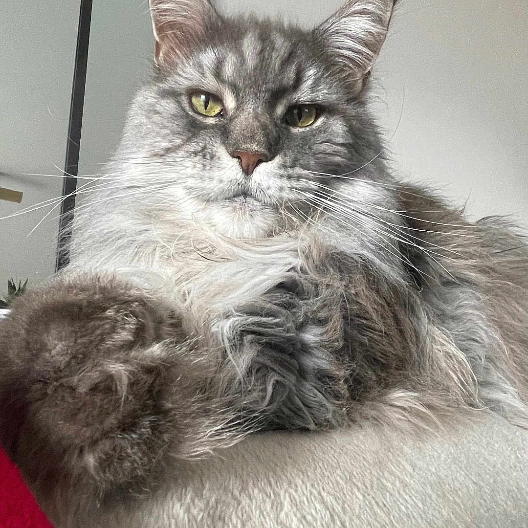 Isanaki Alias Roi Lion