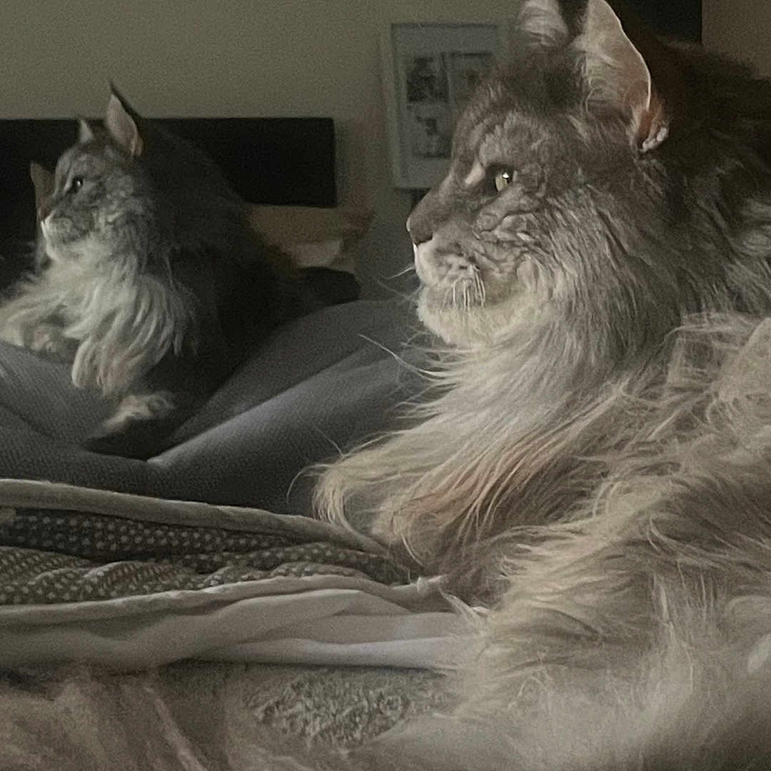 Isanaki participe au concours pour gagner de l'argent avec cette photo : angora, animal, bed, bedroom, cat, computerhardware, couch, electronics, face, furniture, hardware, head, indoors, manx, person, pet, photography, portrait, room, screen