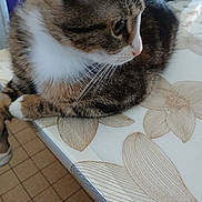 Evoli participe au concours pour gagner de l'argent avec cette photo : cat, tabby, pet, whiskers, fur, nose, paws, table, tablecloth, flower_pattern, indoor, closeup, portrait, side_profile, relaxed, eye, fur_texture, domestic_cat, brown_tabby, loaf