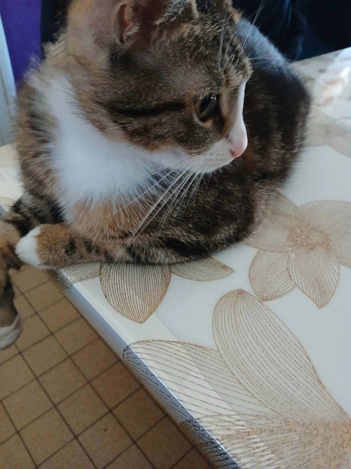 Evoli participe au concours pour gagner de l'argent avec cette photo : cat, tabby, pet, whiskers, fur, nose, paws, table, tablecloth, flower_pattern, indoor, closeup, portrait, side_profile, relaxed, eye, fur_texture, domestic_cat, brown_tabby, loaf
