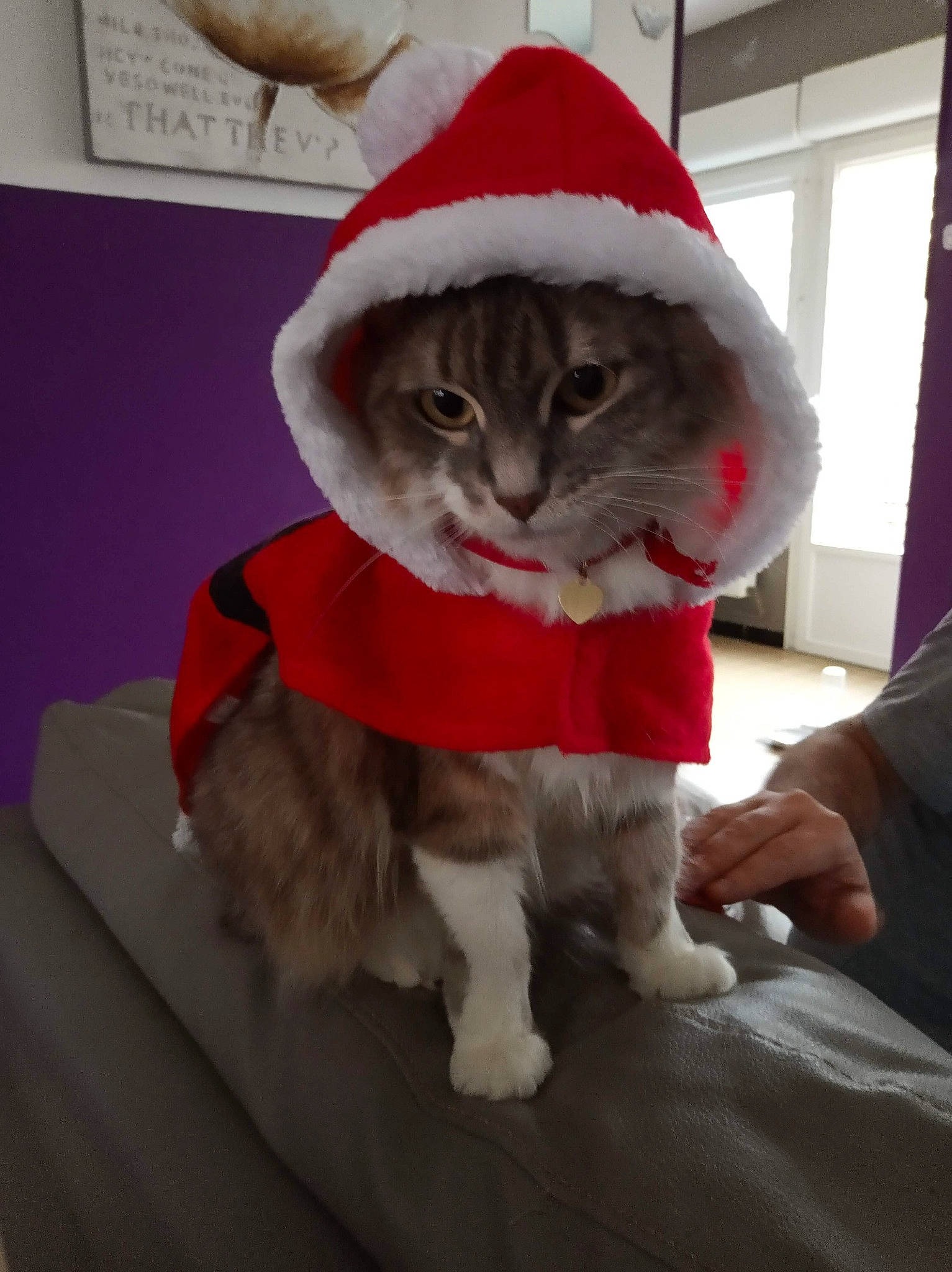 Mia a rejoint le concours — aidez-le/la à gagner de superbes lots ! carnivore, cat, cat_supply, christmas, claw, domestic_short_haired_cat, event, fang, fawn, felidae, fur, fur_clothing, hat, holiday, paw, santa_claus, small_to_medium_sized_cats, snout, tail, whiskers