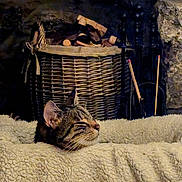 Coco is registered to the contest to win money with this photo: cat, tabby_cat, blanket, cozy, indoor, wicker_basket, fireplace_tools, wood_logs, feline, resting, comfort, fur, animal, pet, domestic_cat, relaxation, warm, soft_texture, mammal, sleepy