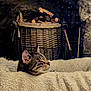 cat, tabby_cat, blanket, cozy, indoor, wicker_basket, fireplace_tools, wood_logs, feline, resting, comfort, fur, animal, pet, domestic_cat, relaxation, warm, soft_texture, mammal, sleepy