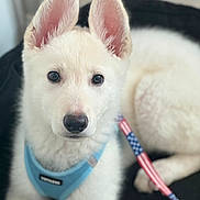 Dixie Maye joined the competition — help win amazing prizes! puppy, dog, white, ears, harness, leash, american_flag, bed, pet, animal, closeup, fur, cute, young, canine, indoor, portrait, looking, lying, domestic