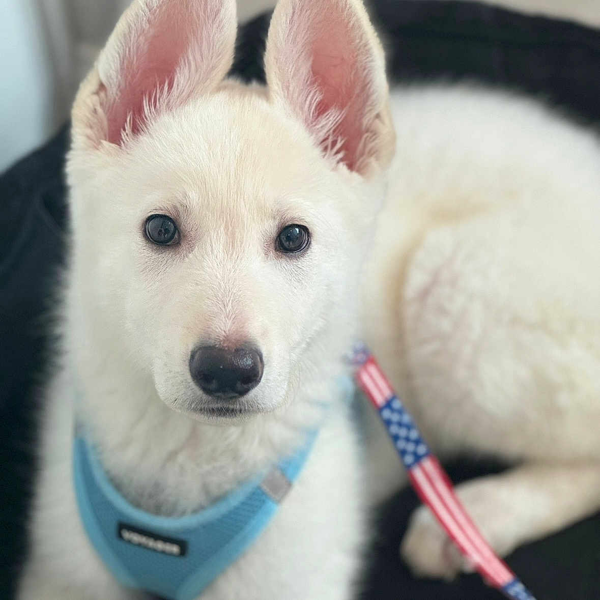 Dixie Maye joined the competition — help win amazing prizes! american_flag, animal, bed, canine, closeup, cute, dog, domestic, ears, fur, harness, indoor, leash, looking, lying, pet, portrait, puppy, white, young