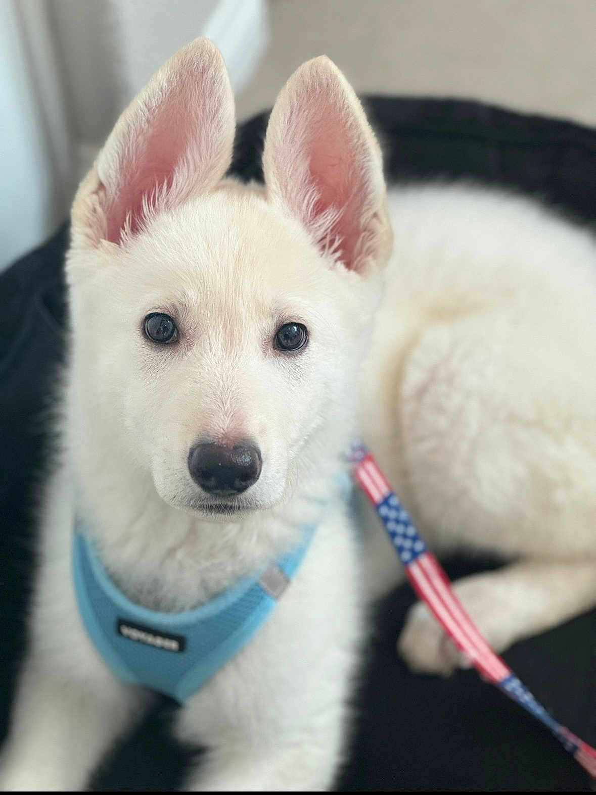 Dixie Maye joined the competition — help win amazing prizes! puppy, dog, white, ears, harness, leash, american_flag, bed, pet, animal, closeup, fur, cute, young, canine, indoor, portrait, looking, lying, domestic