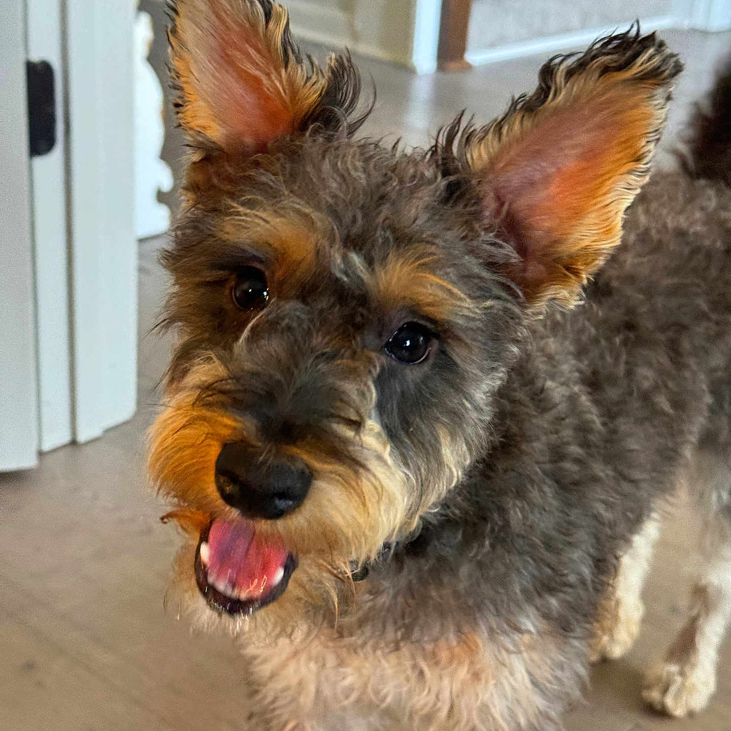Bruno is registered to the contest to win money with this photo: accessories, affenpinscher, airedale, animal, bodypart, canine, cockerspaniel, dog, germanshepherd, hardwood, mouth, person, pet, poodle, puppy, strap, terrier, tongue, whitedog, wood