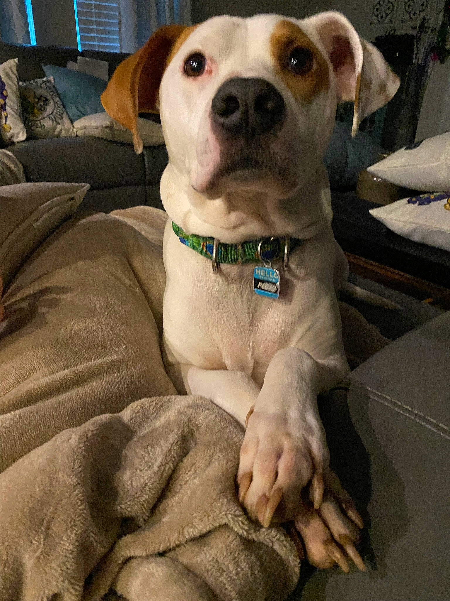 Floki joined the competition — help win amazing prizes! canidae, carnivore, collar, comfort, companion_dog, dog, dog_breed, dog_collar, dog_supply, fawn, guard_dog, leash, non_sporting_group, pet_supply, photography, sporting_group, whiskers, working_animal, working_dog, wrinkle