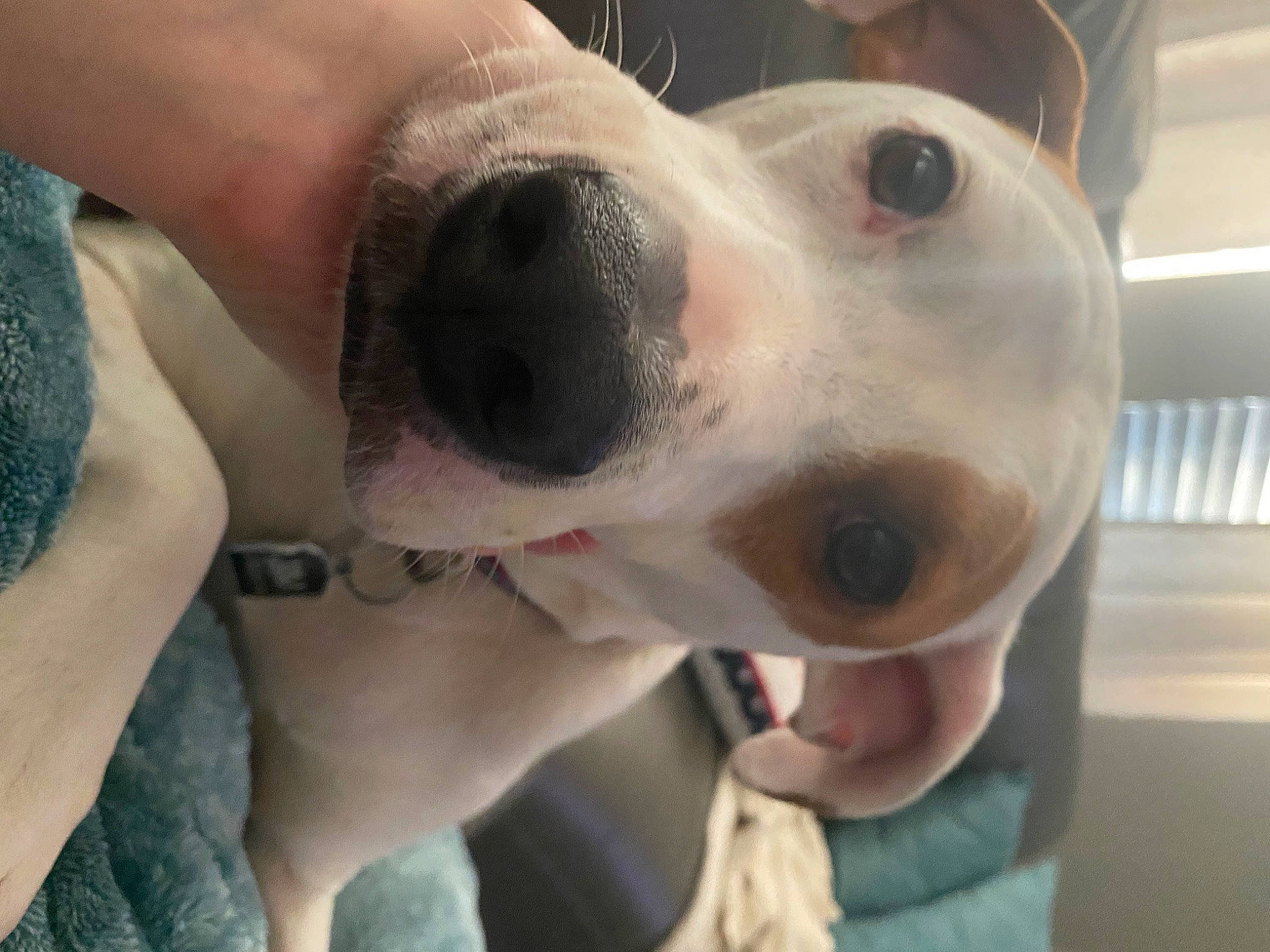 Floki joined the competition — help win amazing prizes! canidae, carnivore, collar, companion_dog, dog, dog_breed, fawn, fur, nail, non_sporting_group, selfie, sporting_group, whiskers, working_animal