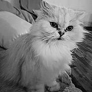 Love participe au concours pour gagner de l'argent avec cette photo : cat, fluffy, pet, animal, feline, portrait, black_and_white, whiskers, indoor, cozy, blanket, fur, cute, sitting, closeup, eyes, expression, domestic, home, relaxed
