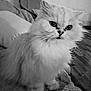 cat, fluffy, pet, animal, feline, portrait, black_and_white, whiskers, indoor, cozy, blanket, fur, cute, sitting, closeup, eyes, expression, domestic, home, relaxed